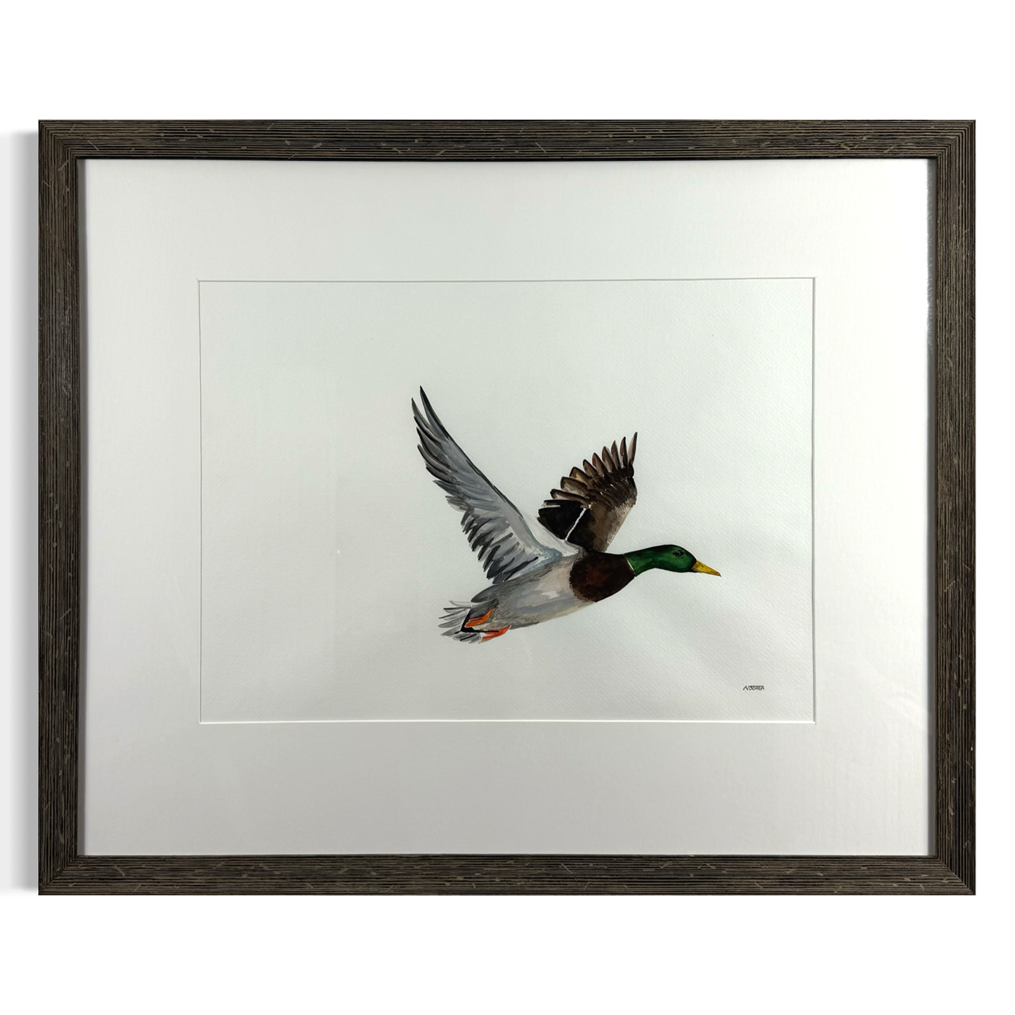 Mallard in Flight by Naoimh O'Shea