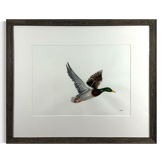 Mallard in Flight by Naoimh O'Shea