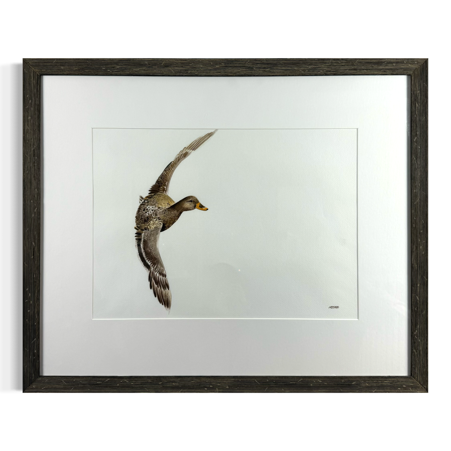 Hen Mallard in Flight by Naoimh O'Shea