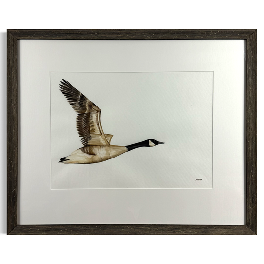 Canada Goose in Flight by Naoimh O'Shea