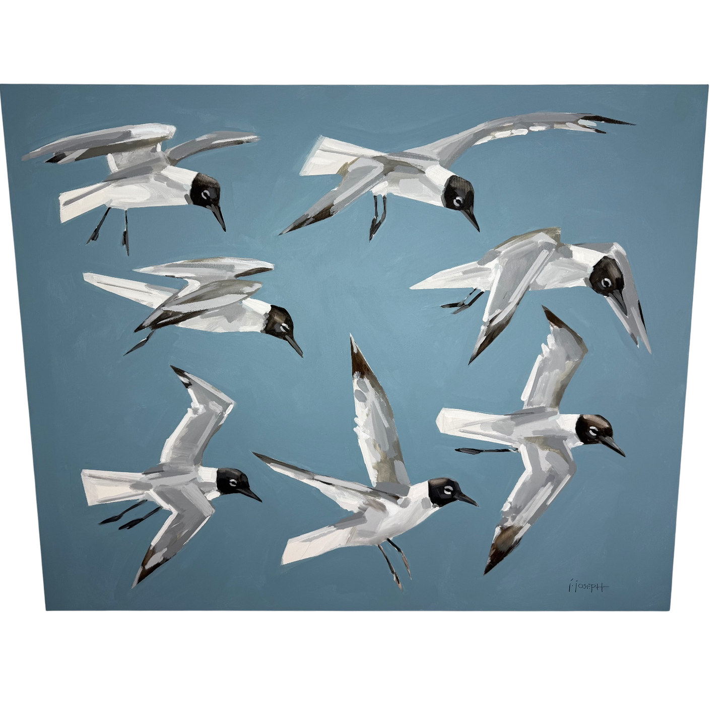 Laughing Gulls in Flight by Jeremy Joseph